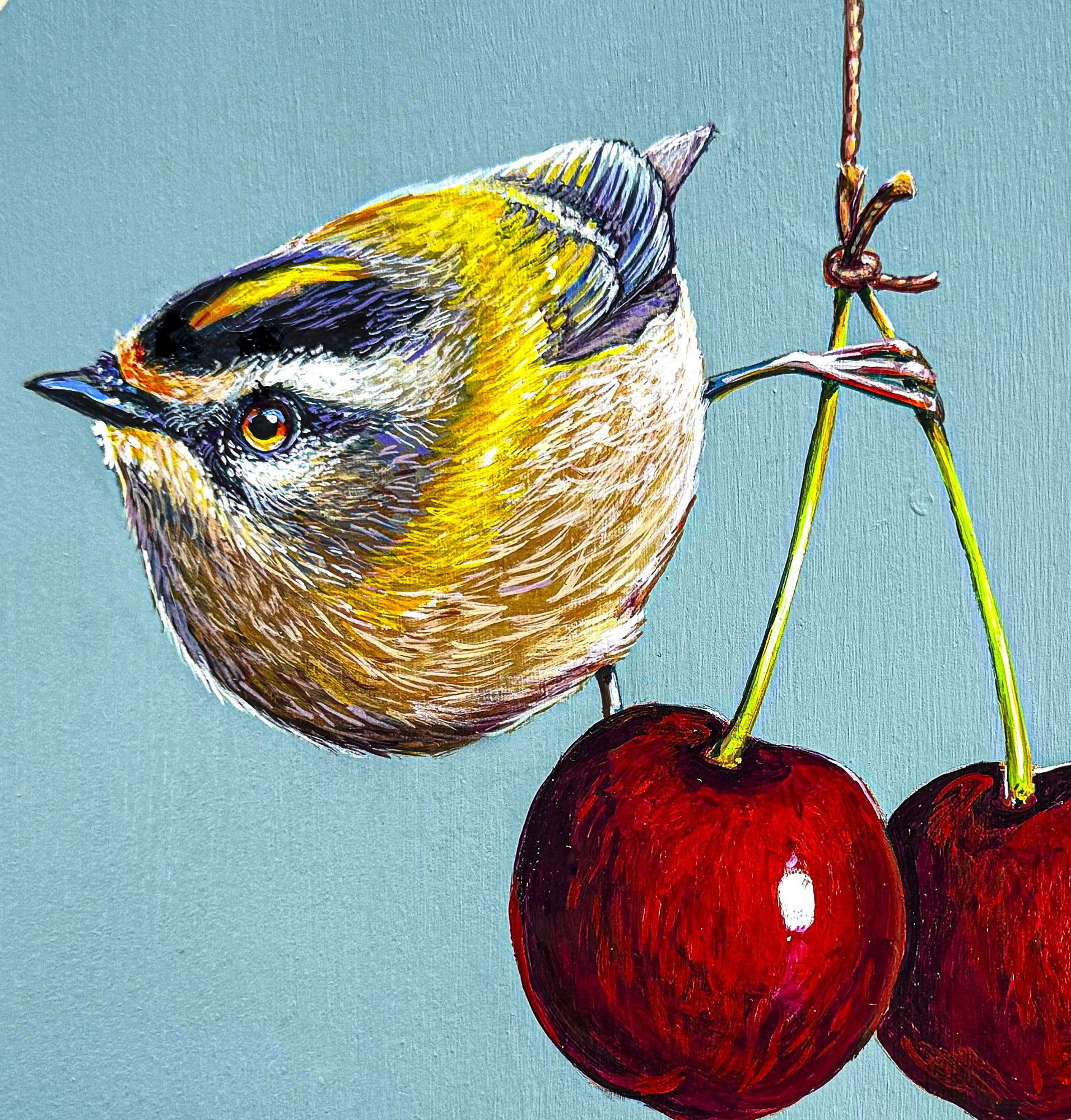 A beautiful close up of the bird hanging on to the stems of the cherries. It illustrates the fine details not only in the yellow and bluebird, but also the cherries.