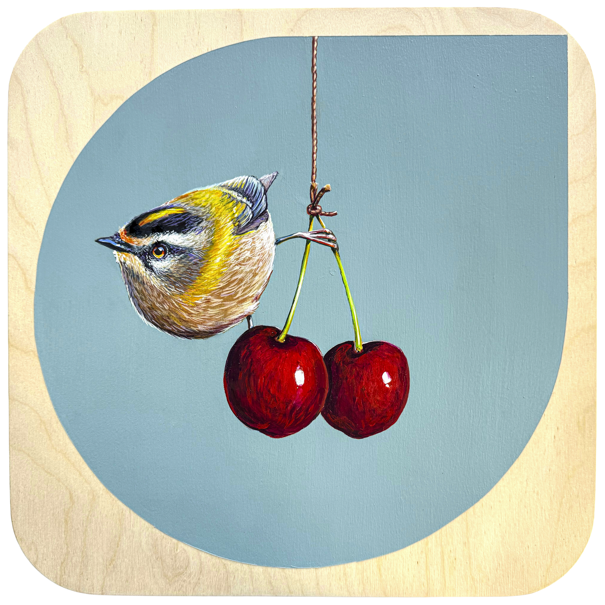 A small blue and yellow firecrest holds tightly to the top of the stems of two deep red cherries. The bird is looking away, out the edge of the painting. The background is a sky blue teardrop shape on birch board.