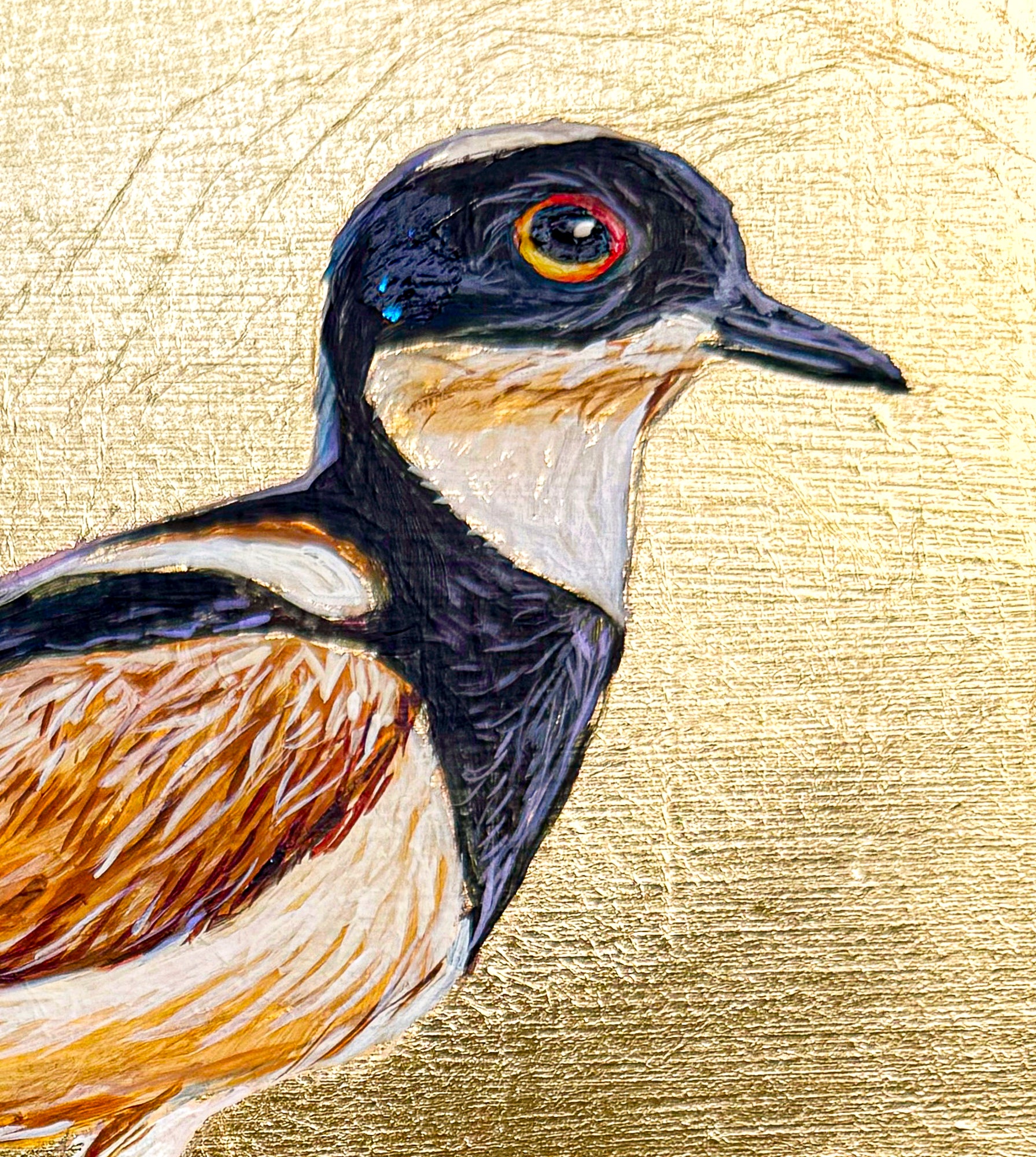 A close up at the feathering around the head and neck of this plover. We also see the intricate detail of the bird's red-orange eye.