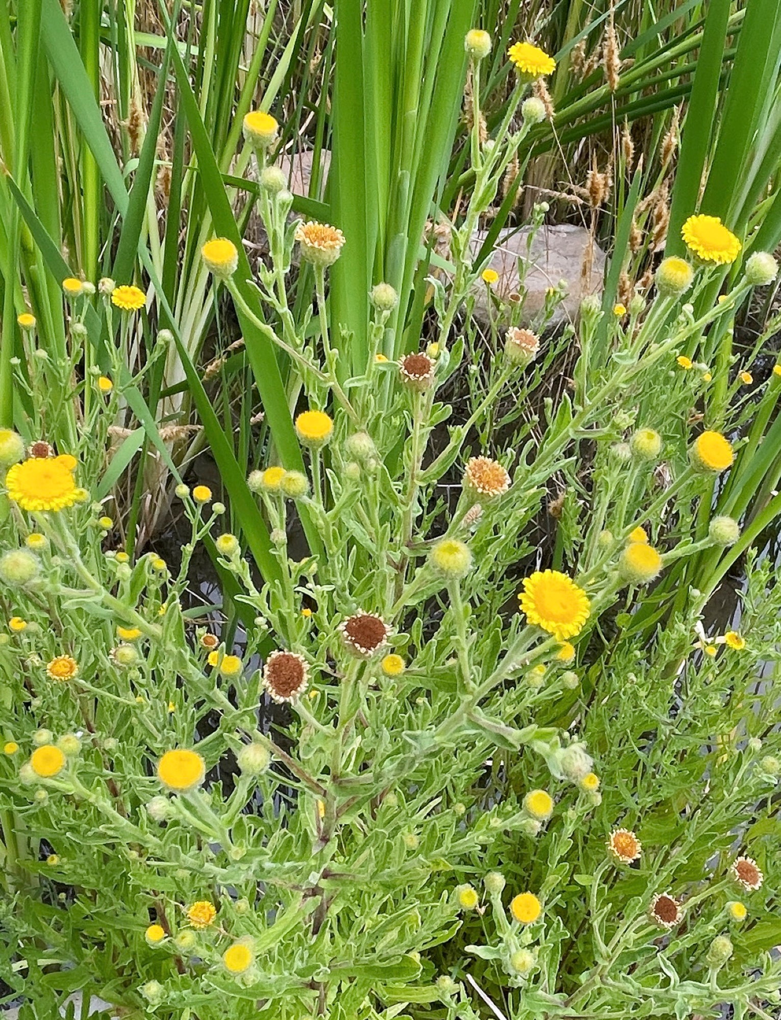 Photograph inspiration for painting  of colorful still life of free-growing wildflowers in greens, yellows, splashes of pink