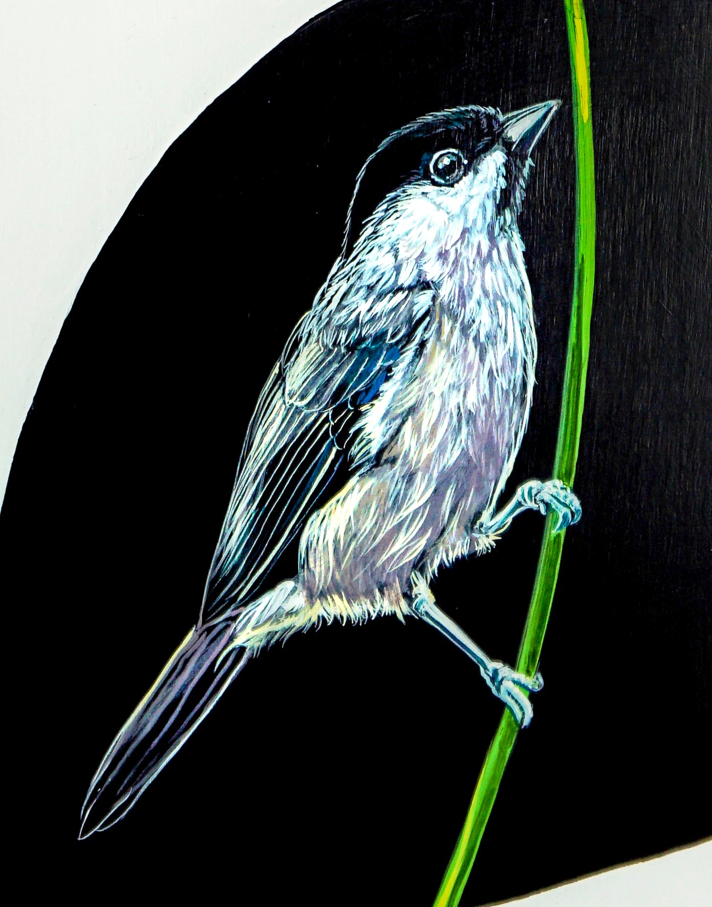 This image shows the bird in the lower section of The Balancing Act. He is resting on the blade of green grass. His feathers are in shades of gray with a touch of blue. 