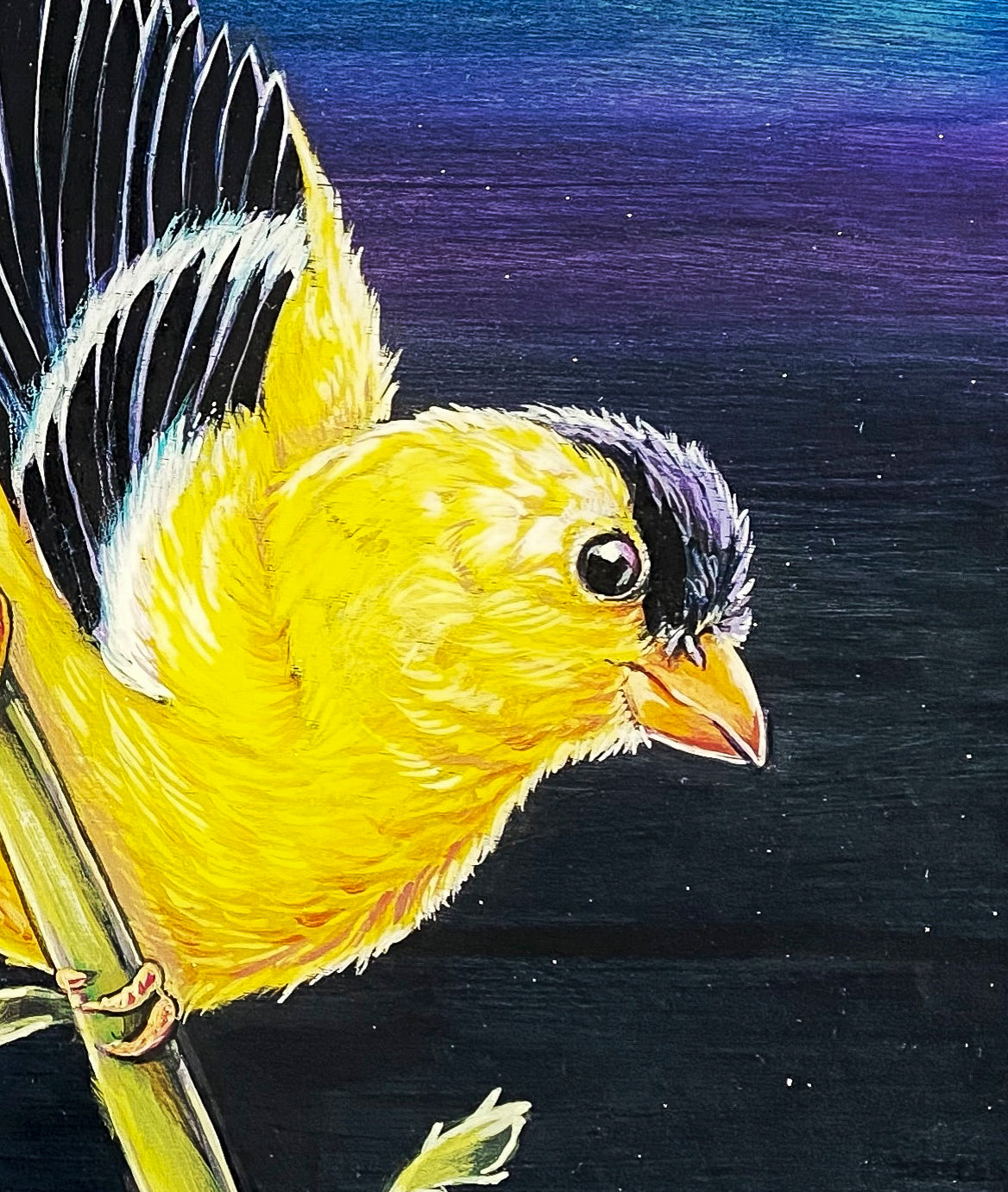 Closeup of painted Goldfinch on larger painting of colorful yellow and black Goldfinch perched on the stem of a thistle shaking its pollen against a lilac and navy metallic background; artist Marie Lavallee