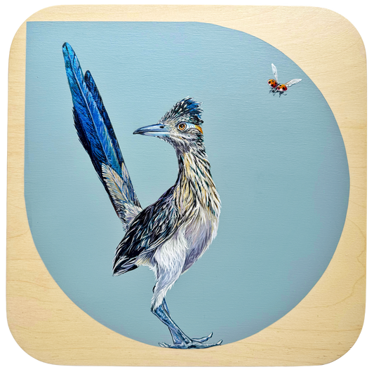 A proud blue and gray roadrunner shows off its tail feathers to a lady bug in flight just to the right of the birds head. The bird has not yet noticed the lady bug and is turning his head in the other direction. 
