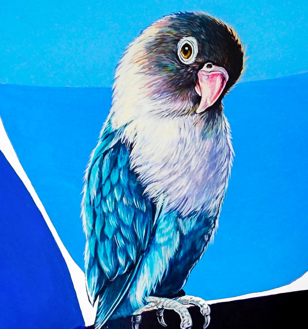 This image shows the fantastic detail of the feathering on the blue and white love bird.