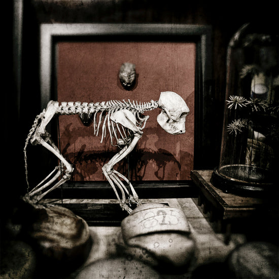 Photographic composite of a dog skeleton set amidst other memorabilia items; 10